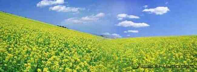 巧学油菜花的拍摄技巧,图一