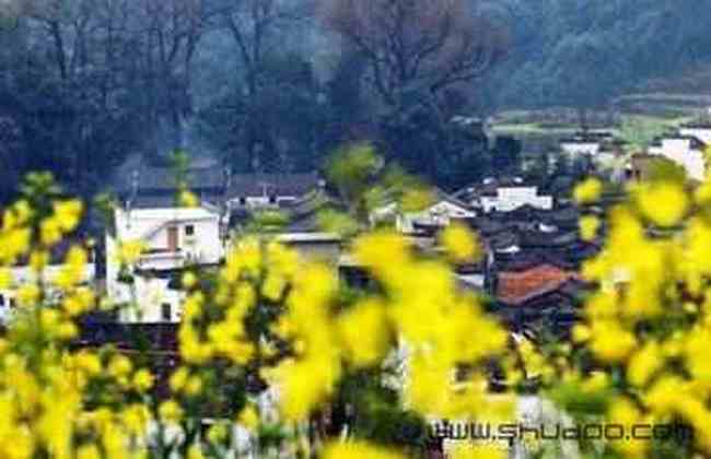 巧学油菜花的拍摄技巧,图四