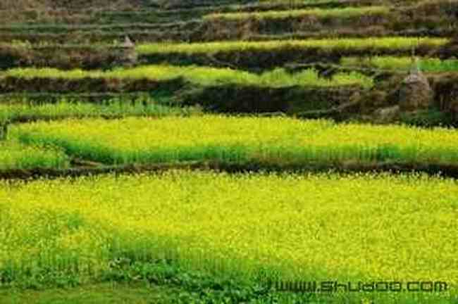 巧学油菜花的拍摄技巧,图五