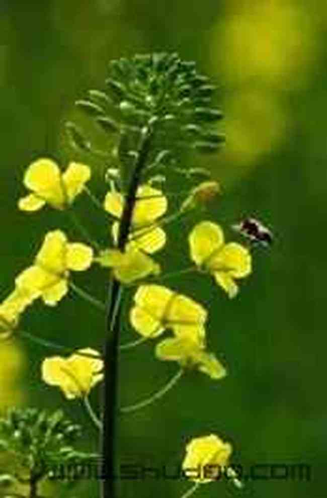 巧学油菜花的拍摄技巧,图六