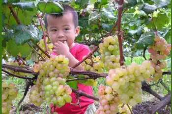 南宁乡村大世界,图三