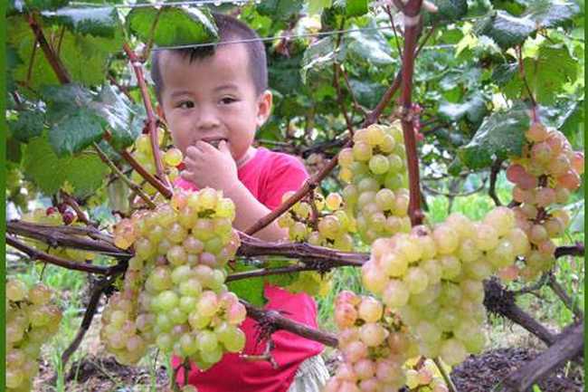 南宁乡村大世界,图三