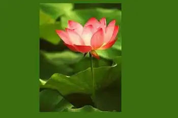 南宁乡村大世界,图七