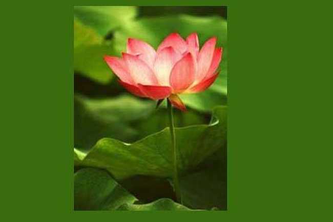 南宁乡村大世界,图七