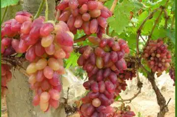 南宁乡村大世界,图一