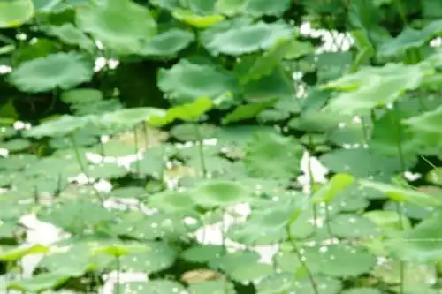 南宁乡村大世界,图五