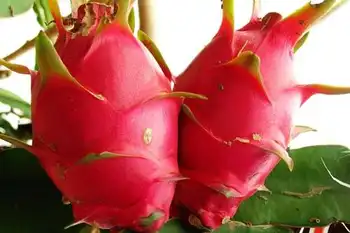 南宁乡村大世界,图十二