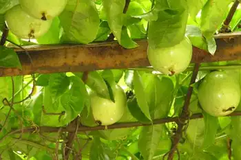 南宁乡村大世界,图九