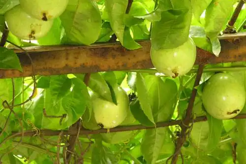 南宁乡村大世界,图九