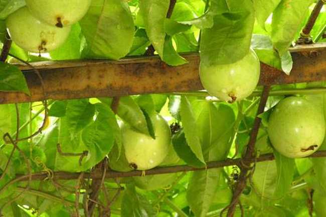 南宁乡村大世界,图九