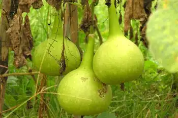 南宁乡村大世界,图十一