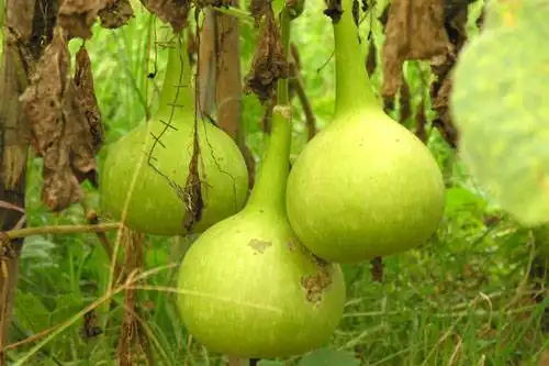 南宁乡村大世界,图十一