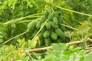 南宁乡村大世界,图十