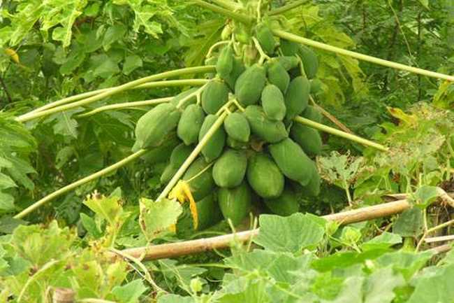 南宁乡村大世界,图十