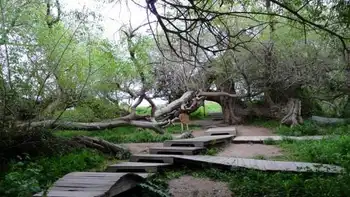 新疆阿克苏天山神木园,图二