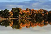 新疆阿克苏塔里木胡杨岛