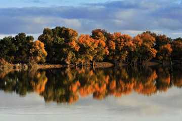 新疆阿克苏塔里木胡杨岛,图二