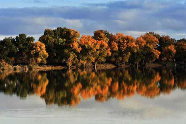 新疆阿克苏塔里木胡杨岛,图二