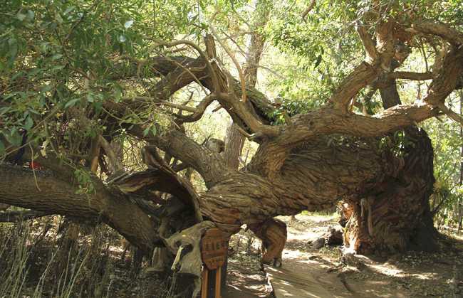 新疆阿克苏天山神木园,图三