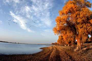 新疆阿克苏塔里木胡杨岛,图三