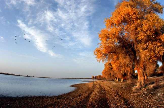 新疆阿克苏塔里木胡杨岛,图三