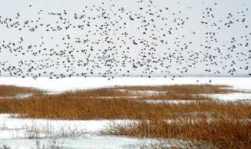 新疆阿克苏塔里木银沙湾,图二