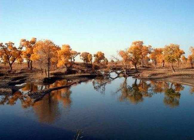 新疆阿克苏塔里木胡杨岛,图一