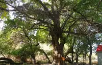 新疆阿克苏天山神木园