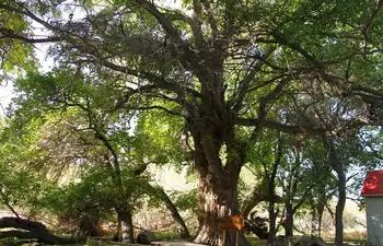 新疆阿克苏天山神木园,图六