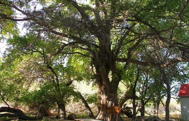 新疆阿克苏天山神木园,图六