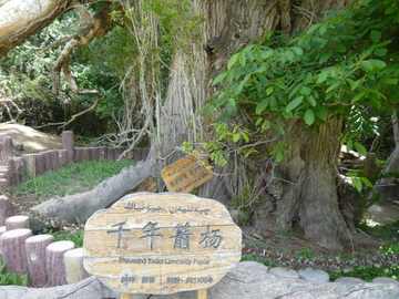 新疆阿克苏天山神木园,图一