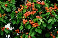 新疆阿克苏齐曼扎杏园