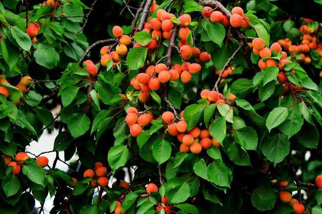 新疆阿克苏齐曼扎杏园,图二