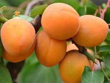 新疆阿克苏齐曼扎杏园,图三