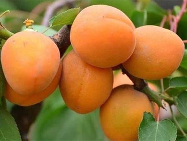 新疆阿克苏齐曼扎杏园,图三