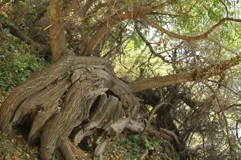 新疆阿克苏天山神木园,图五
