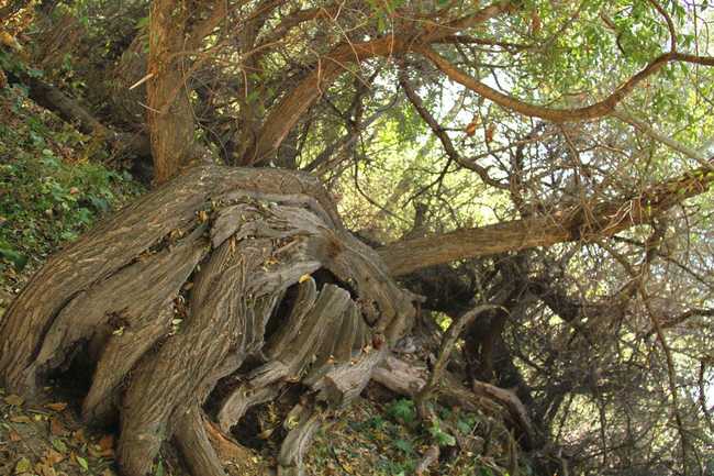 新疆阿克苏天山神木园,图五