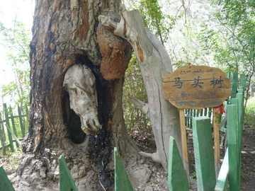 新疆阿克苏天山神木园,图四