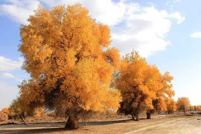 新疆阿克苏塔里木胡杨岛,图四