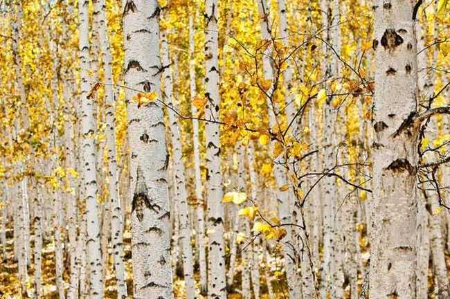 新疆阿勒泰哈巴河白桦林景区,图三