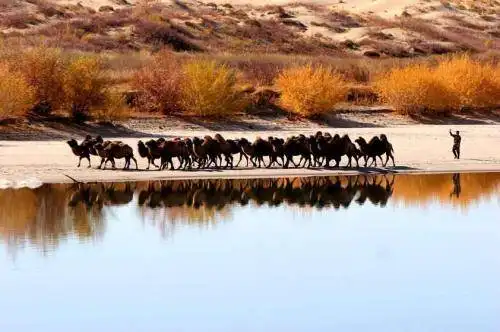 新疆阿勒泰哈巴河白沙湖景区
