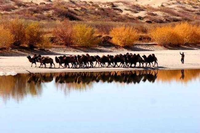 新疆阿勒泰哈巴河白沙湖景区,图三