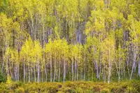 新疆阿勒泰哈巴河白桦林景区