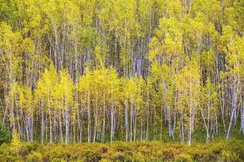 新疆阿勒泰哈巴河白桦林景区,图二