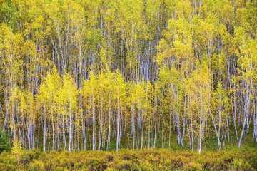 新疆阿勒泰哈巴河白桦林景区,图二