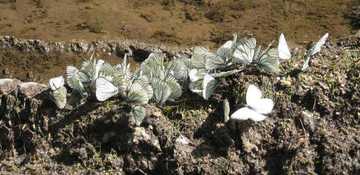 新疆阿勒泰蝴蝶沟,图三