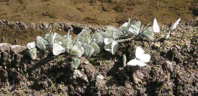 新疆阿勒泰蝴蝶溝,圖三