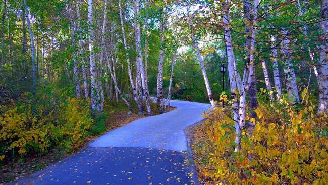 新疆阿勒泰桦林公园,图一