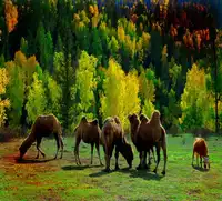 新疆阿勒泰贾登峪