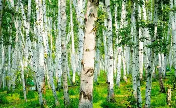 新疆阿勒泰哈巴河白桦林景区,图五